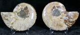 Polished Ammonite Pair - Million Years #22258-1